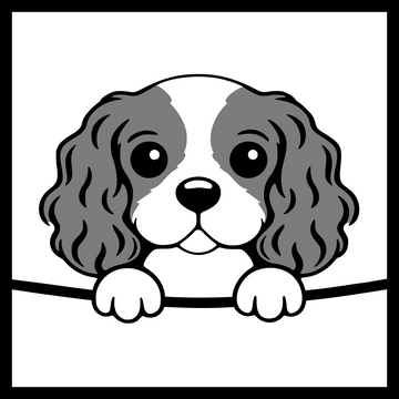Cavalier King Charles Spaniel