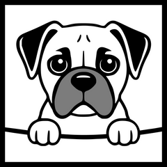 Boxer