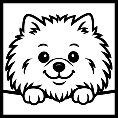 Pomeranian