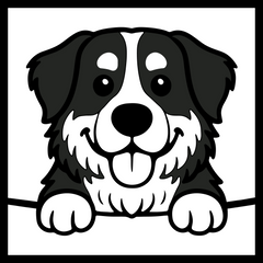 Bernese Mountain Dog