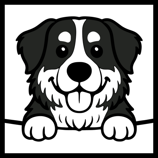 Bernese Mountain Dog