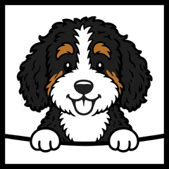 Bernedoodle